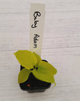 Homalomena rubescens Golden Hibiscus’ SALE