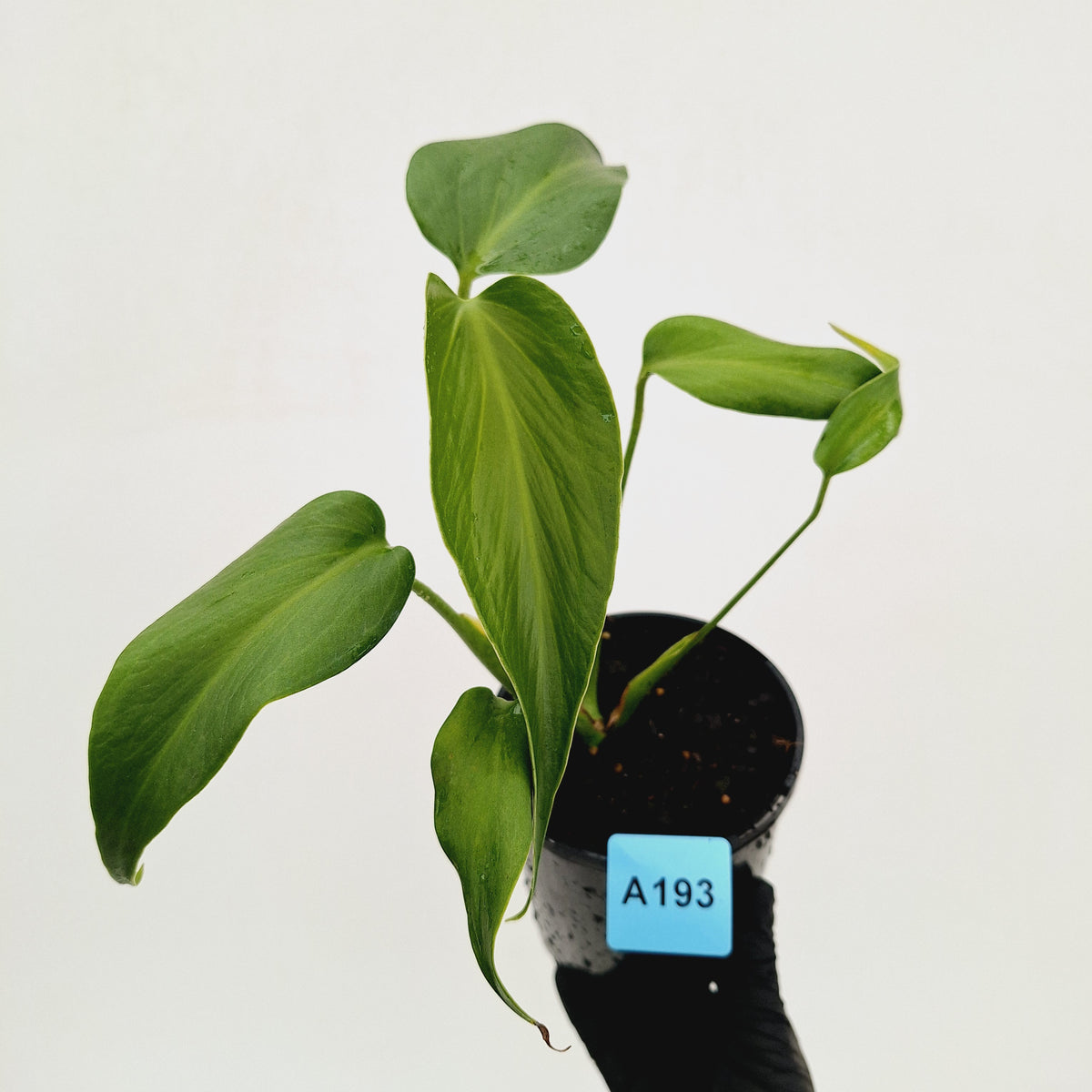 Monstera 'Burle Marx's Flame' - sale