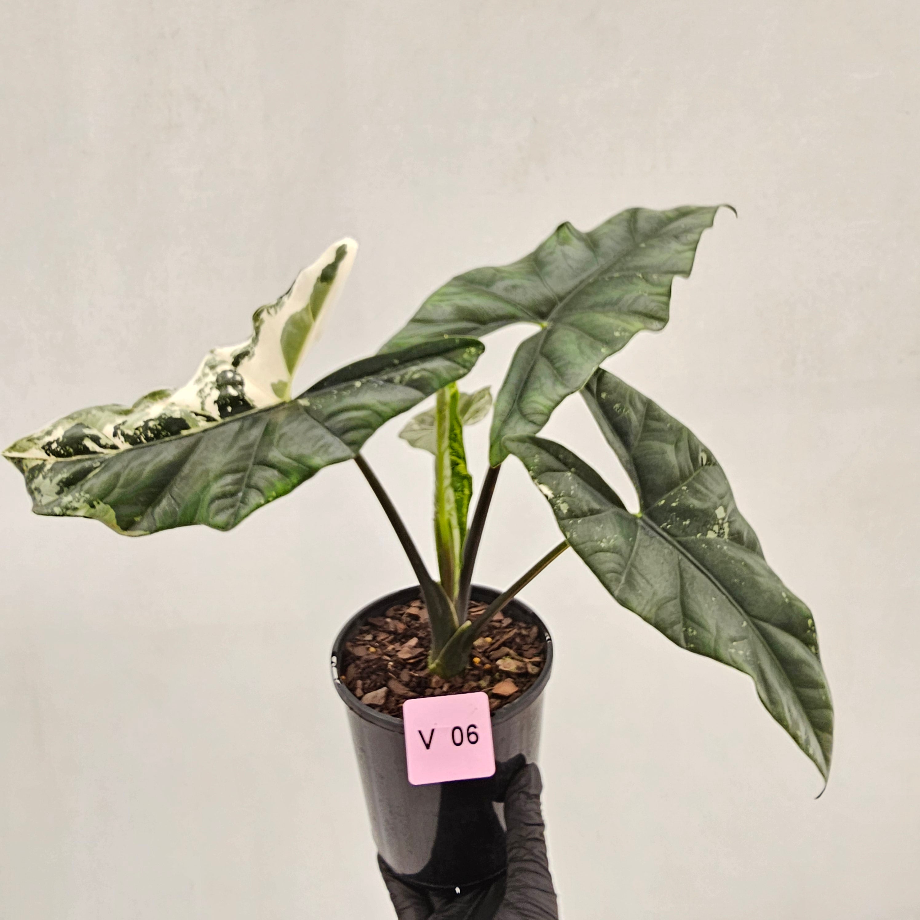 Alocasia ‘Simpo Albo’ Variegata - SALE