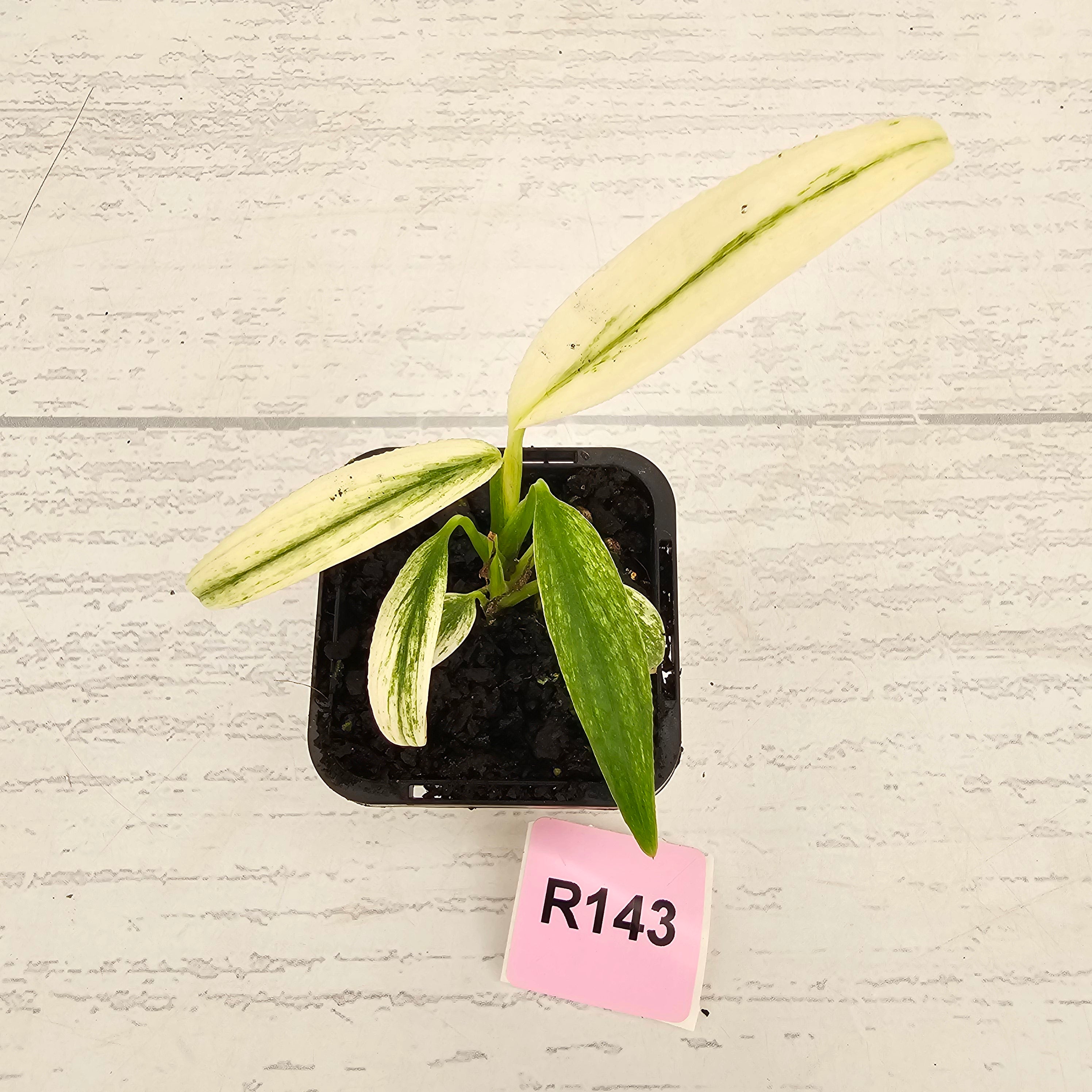 Epipremnum amplissimum variegata 'Albo'