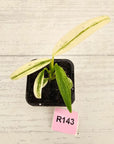 Epipremnum amplissimum variegata 'Albo'