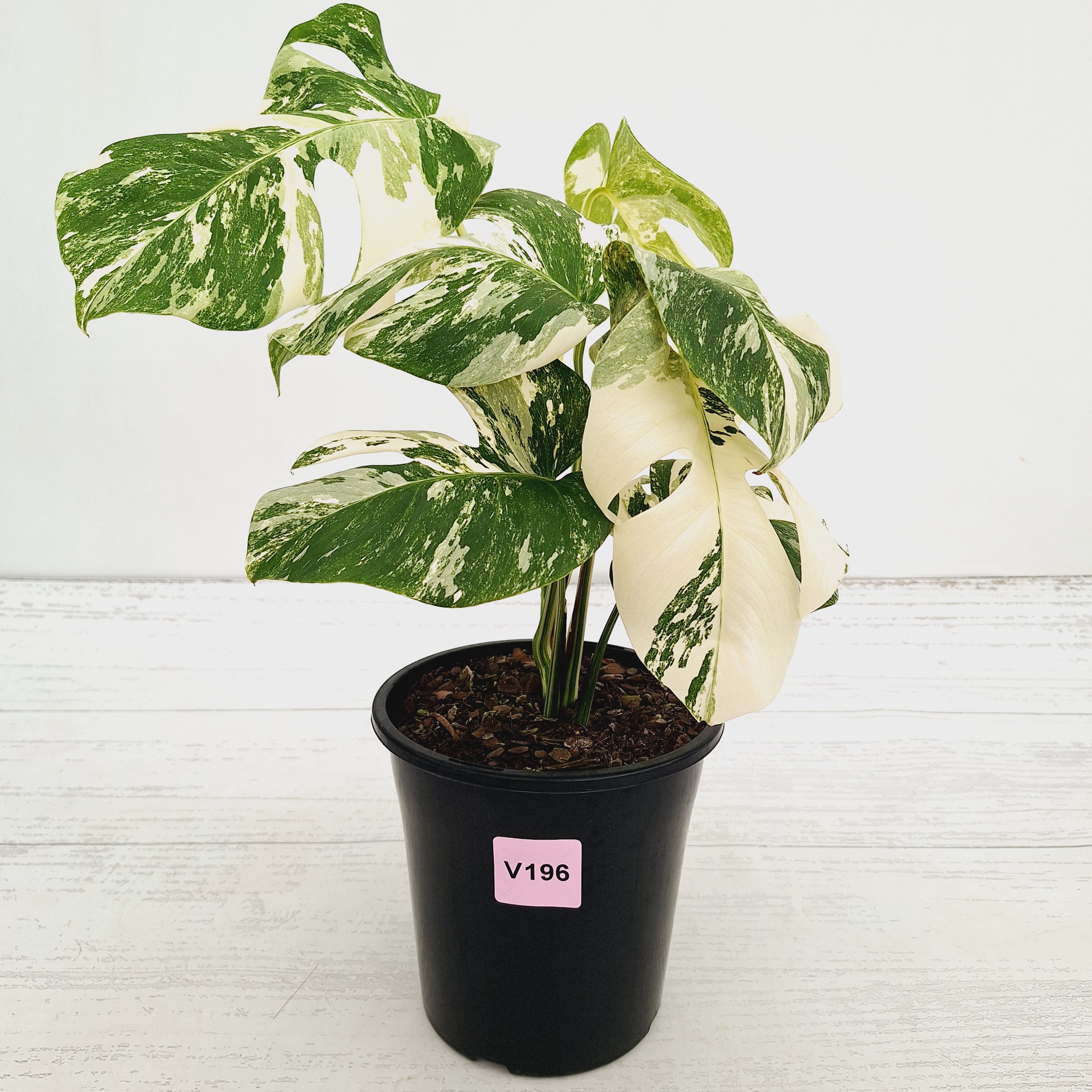 Monstera borsigiana 'Albo'