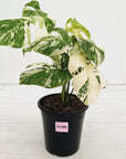 Monstera borsigiana 'Albo'
