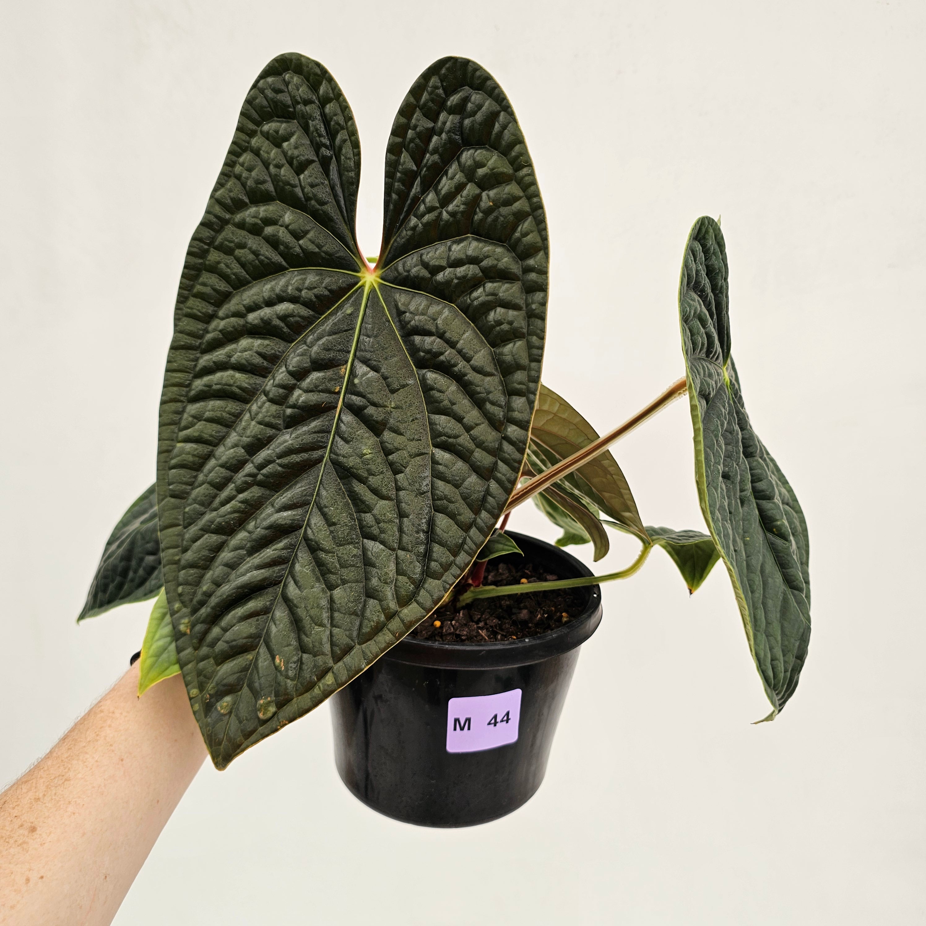 Anthurium Luxurians