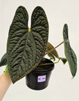 Anthurium Luxurians