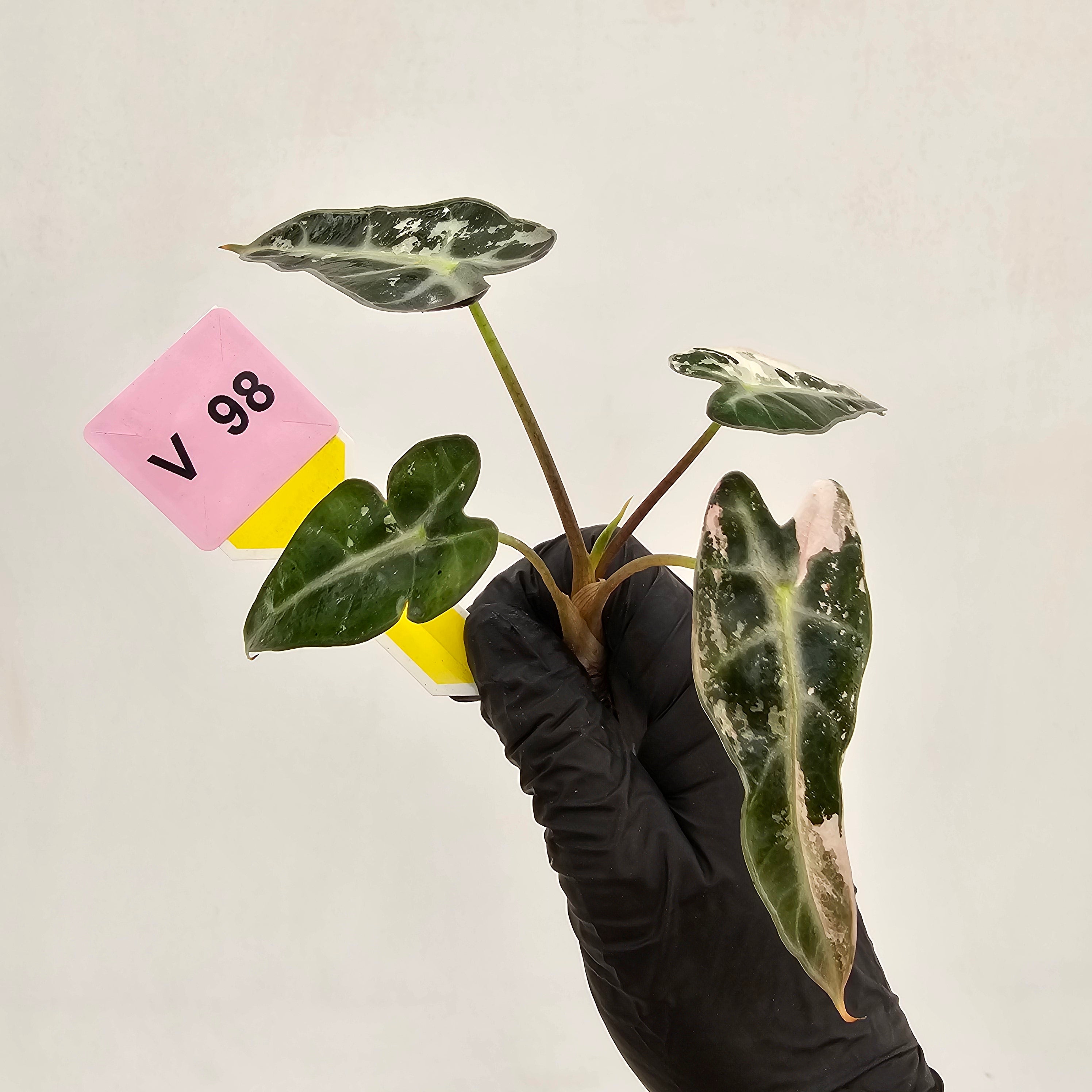 Alocasia Amazonica bambino Variegata - Bare Bottom Baby