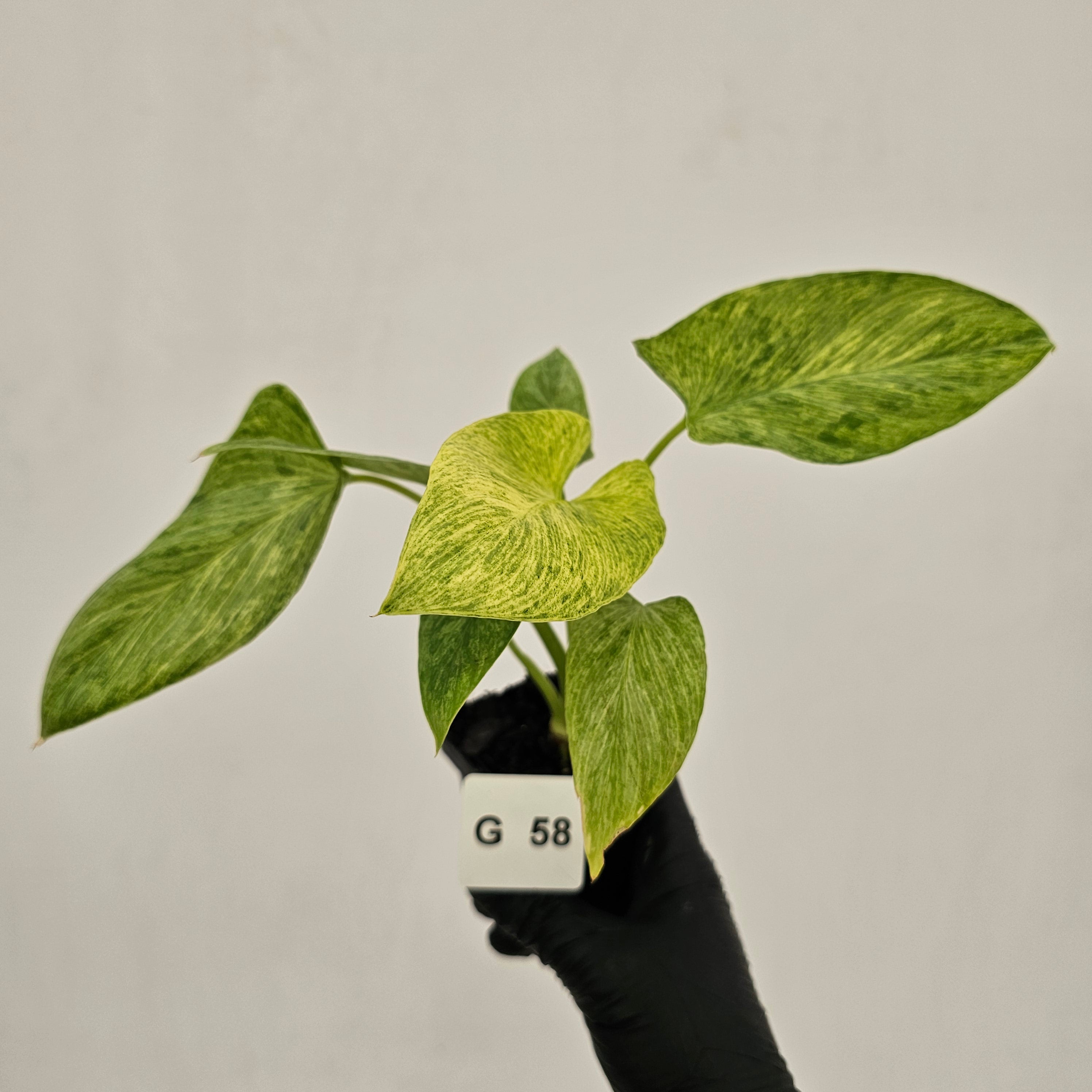 Homalomena sulcata ‘Cream Frost’ - SALE