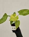 Homalomena sulcata ‘Cream Frost’ - SALE