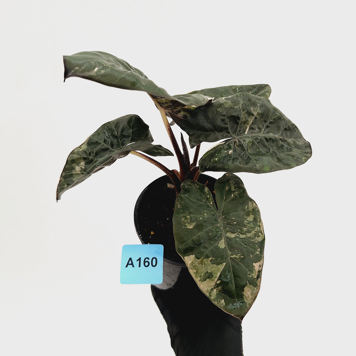 Alocasia macrorrhizos 'plumbea Variegata'