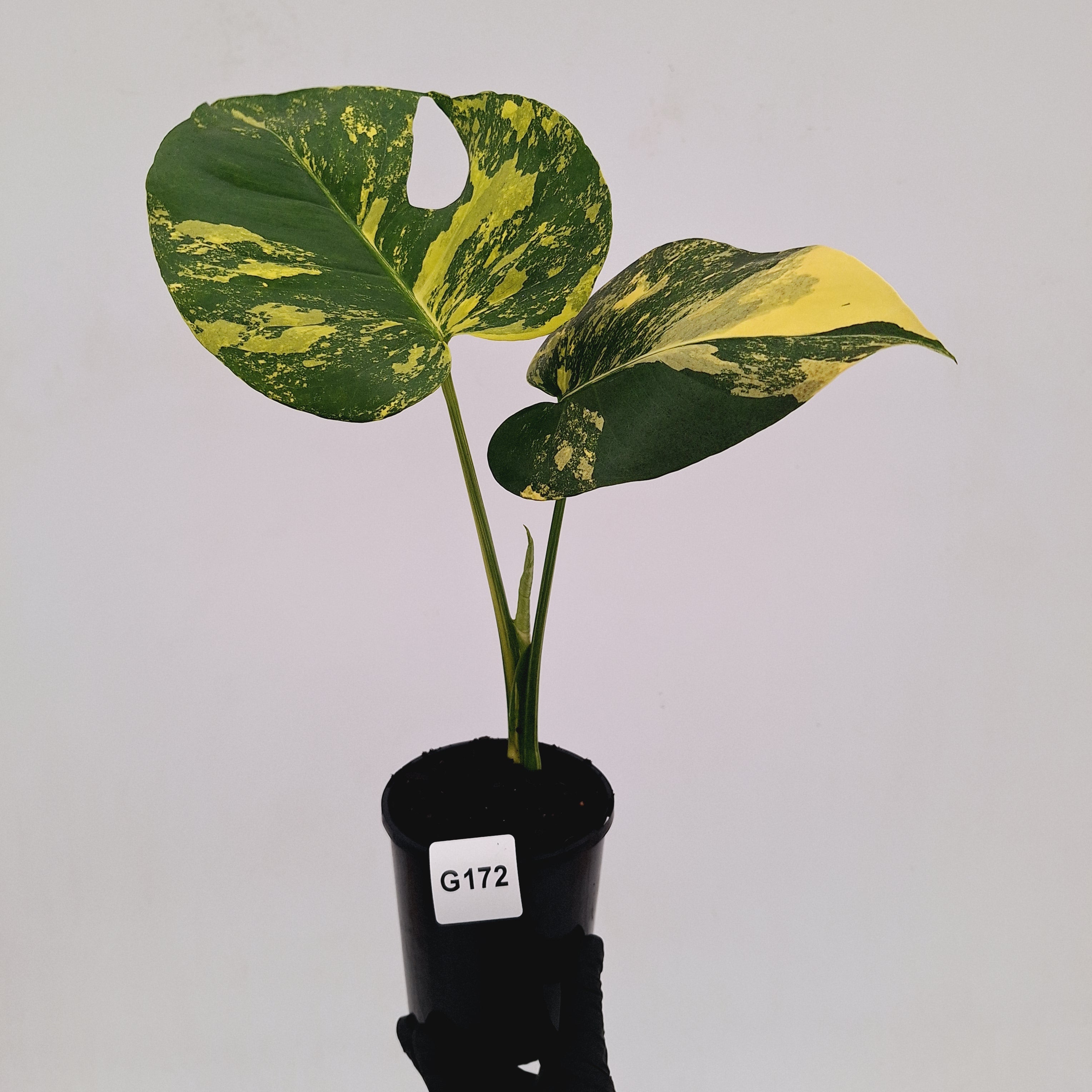 Monstera deliciosa Variegata
