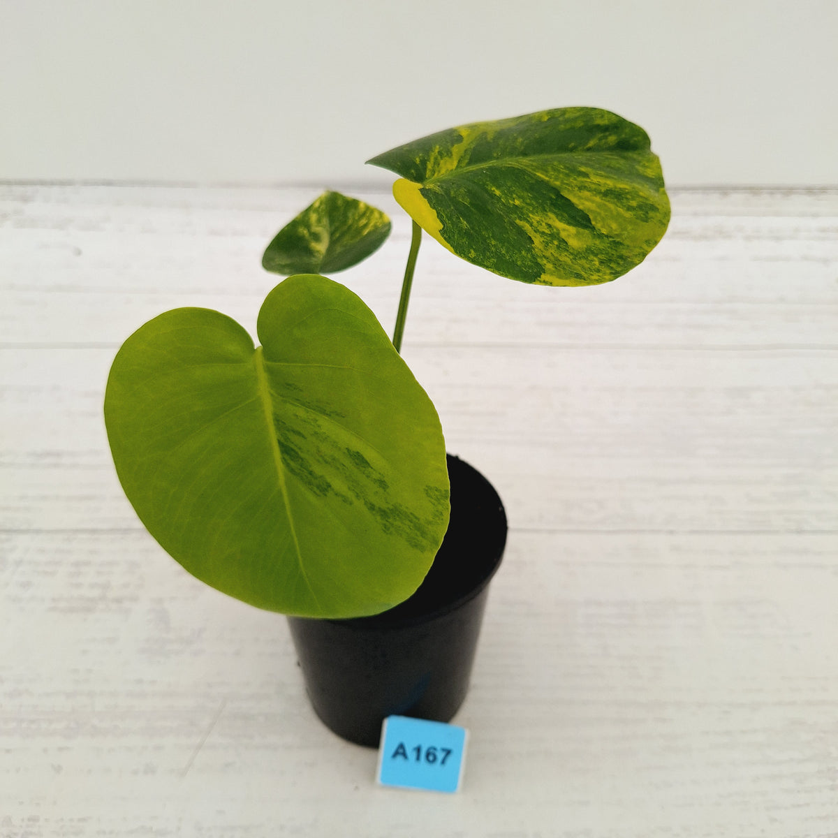 Monstera deliciosa Aurea 'Yellow Marilyn'