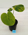Monstera deliciosa Aurea 'Yellow Marilyn'