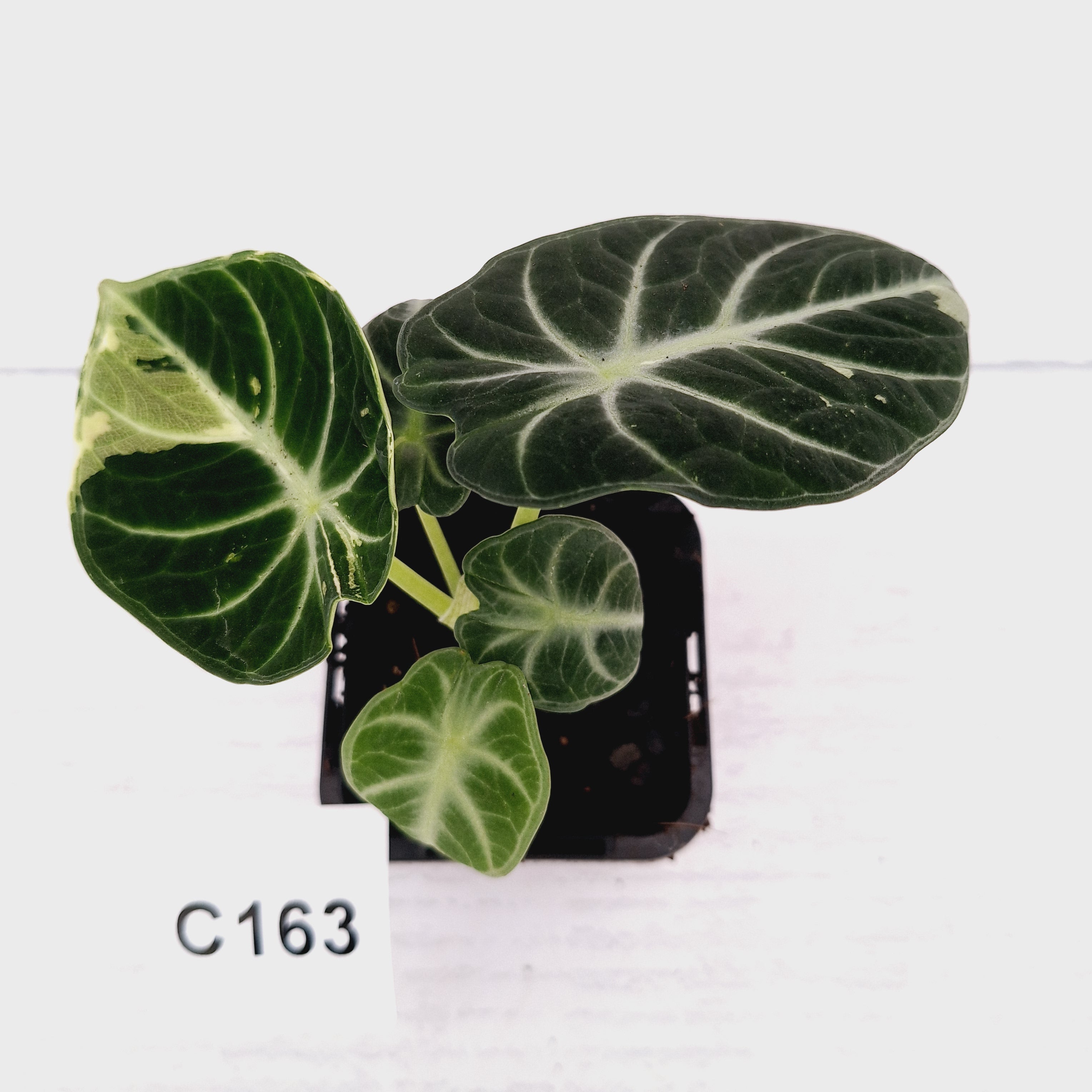 Alocasia reginula 'Ninja Variegata'