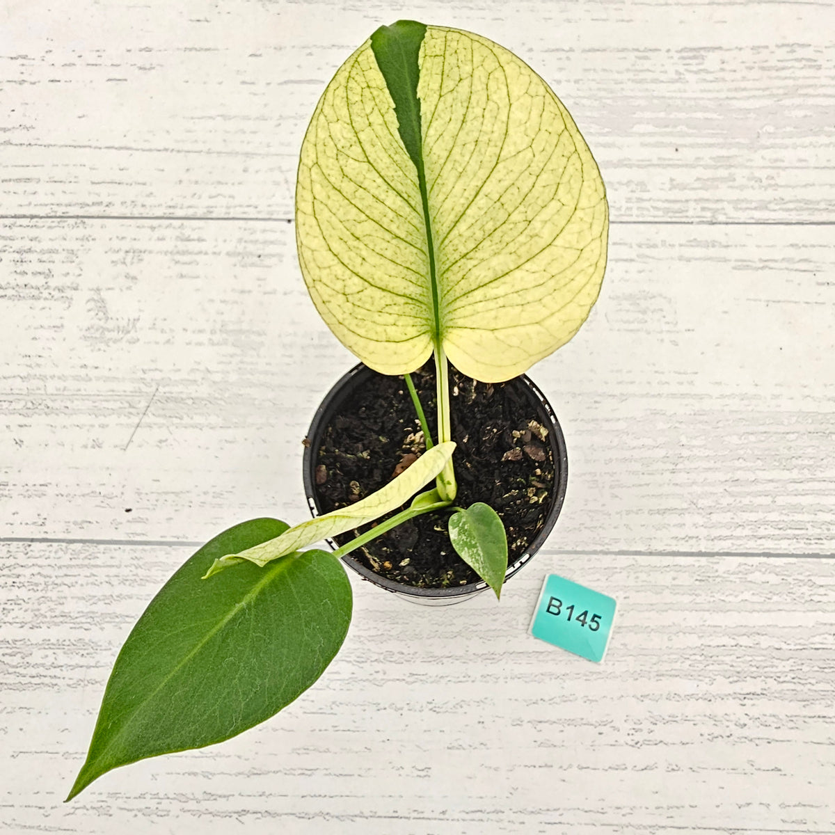 Monstera Deliciosa 'White Monster'