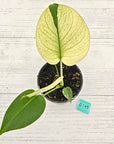 Monstera Deliciosa 'White Monster'