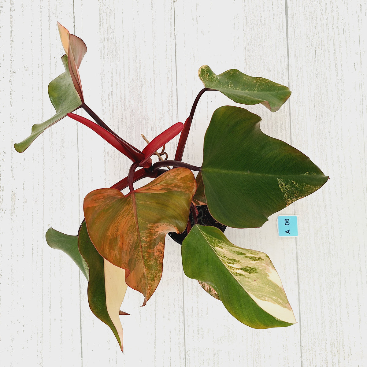 Philodendron erubescens Strawberry Shake - SALE
