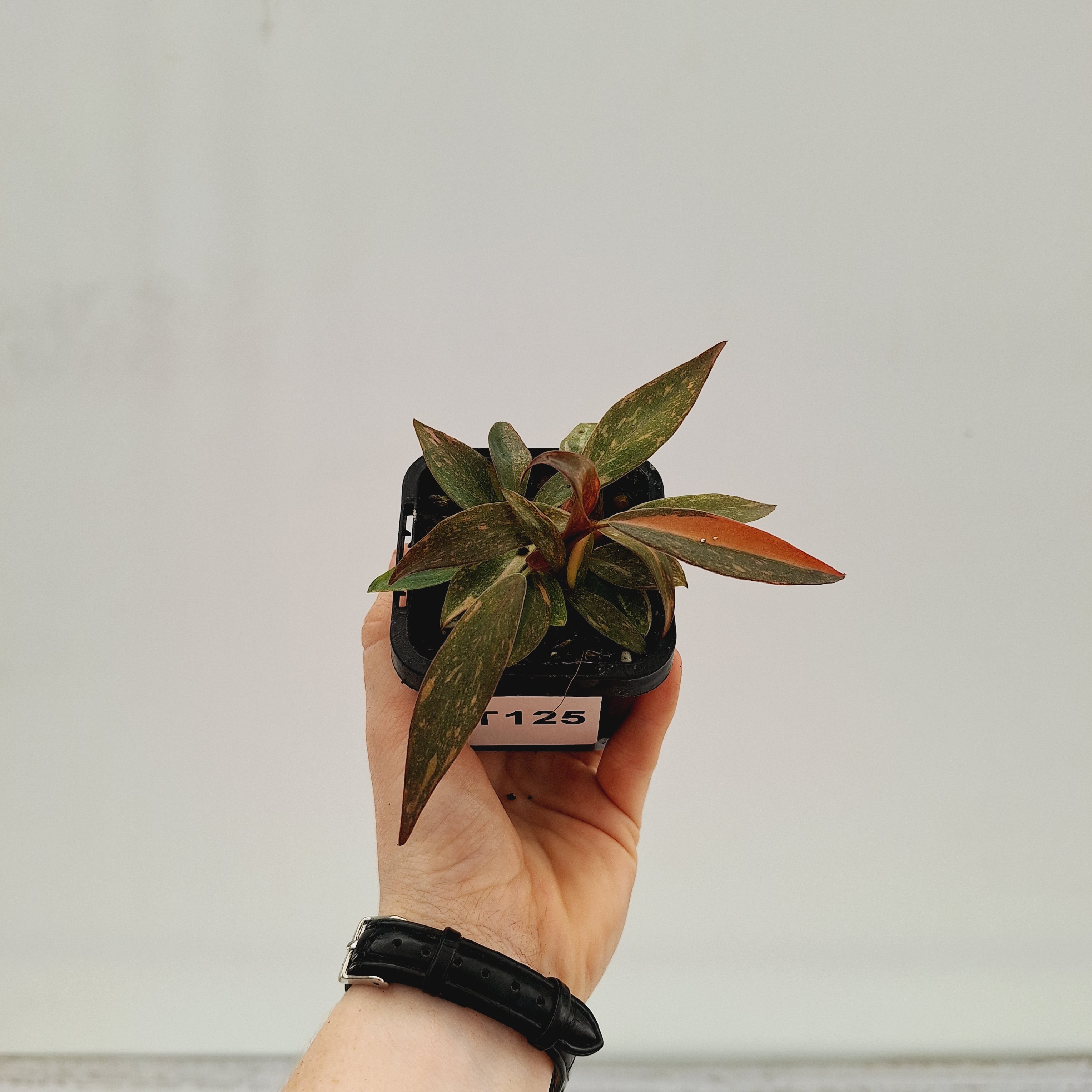 Philodendron &#39;Orange Princess&#39;