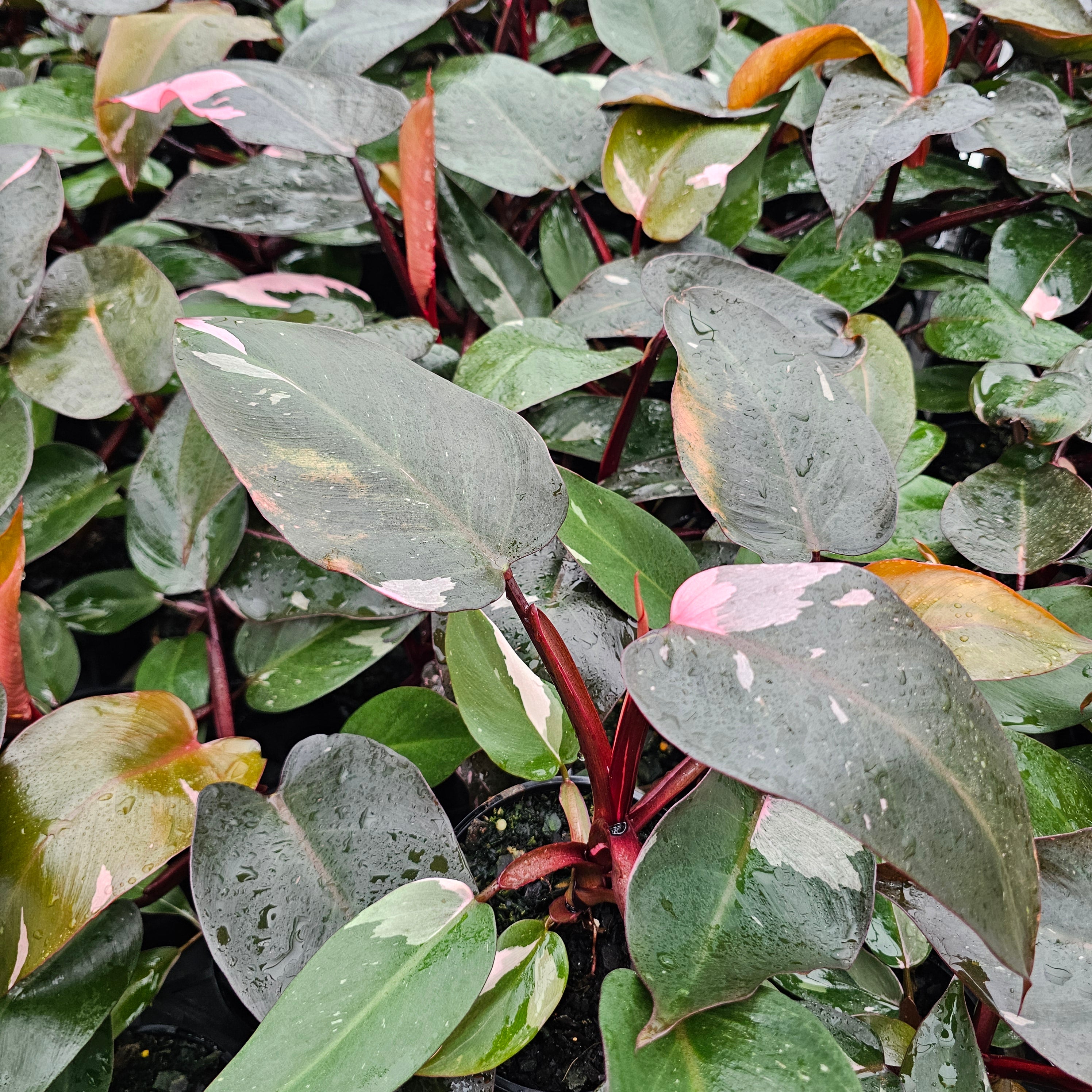Philodendron erubescens ‘Pink Princess’