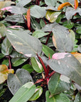 Philodendron erubescens ‘Pink Princess’