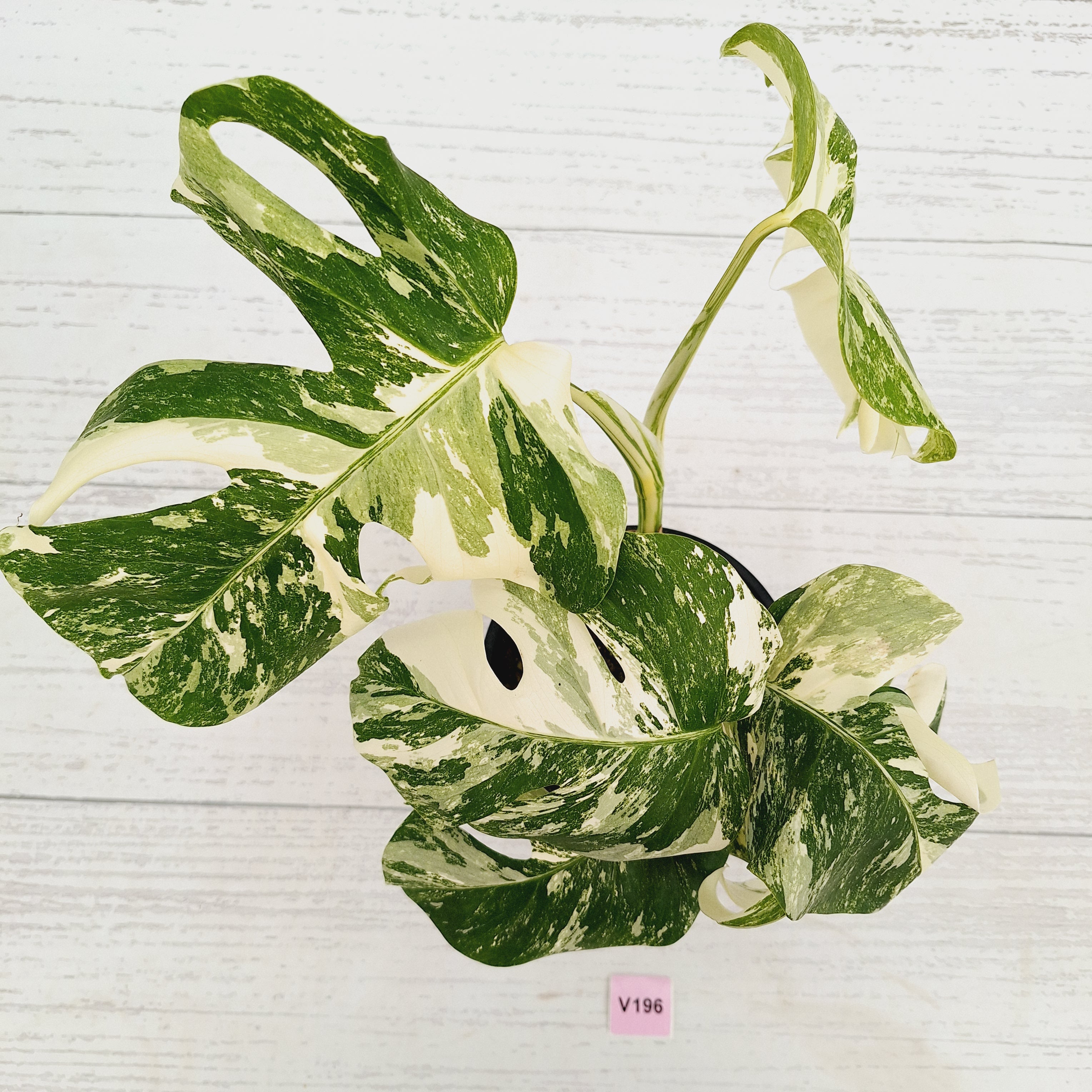 Monstera borsigiana 'Albo'