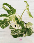 Monstera borsigiana 'Albo'