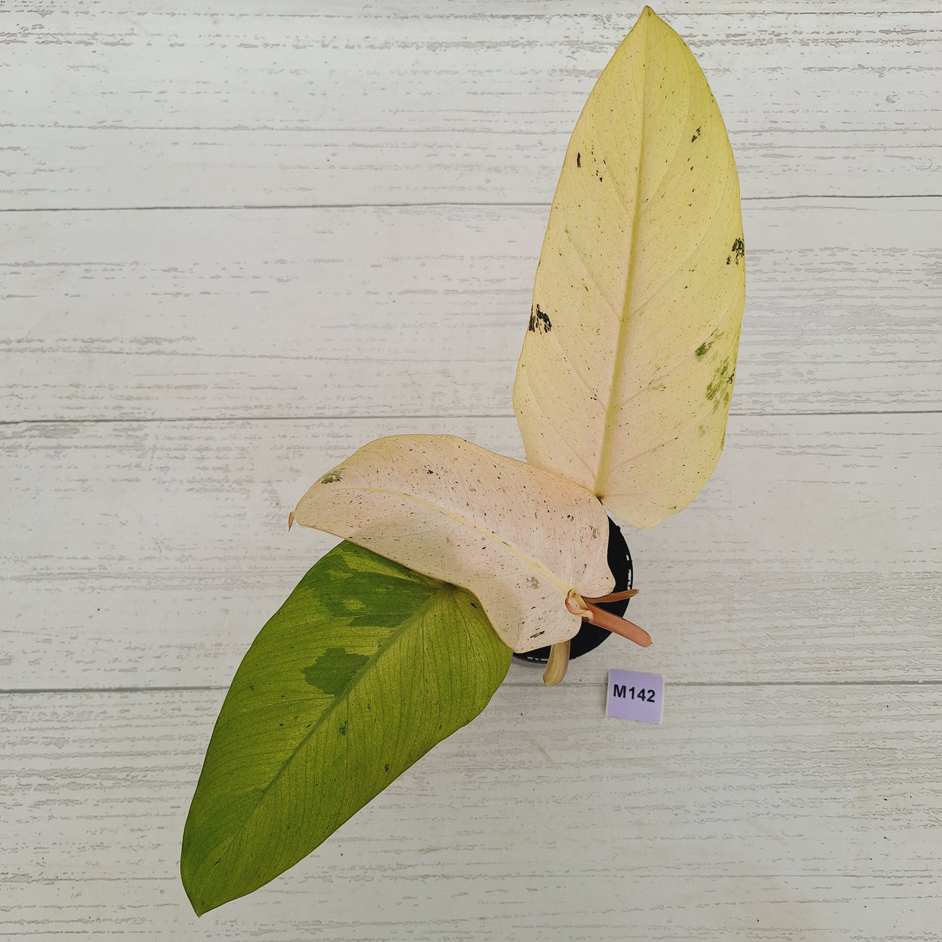 Philodendron  'Whipple Way' SALE