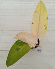 Philodendron  'Whipple Way' SALE