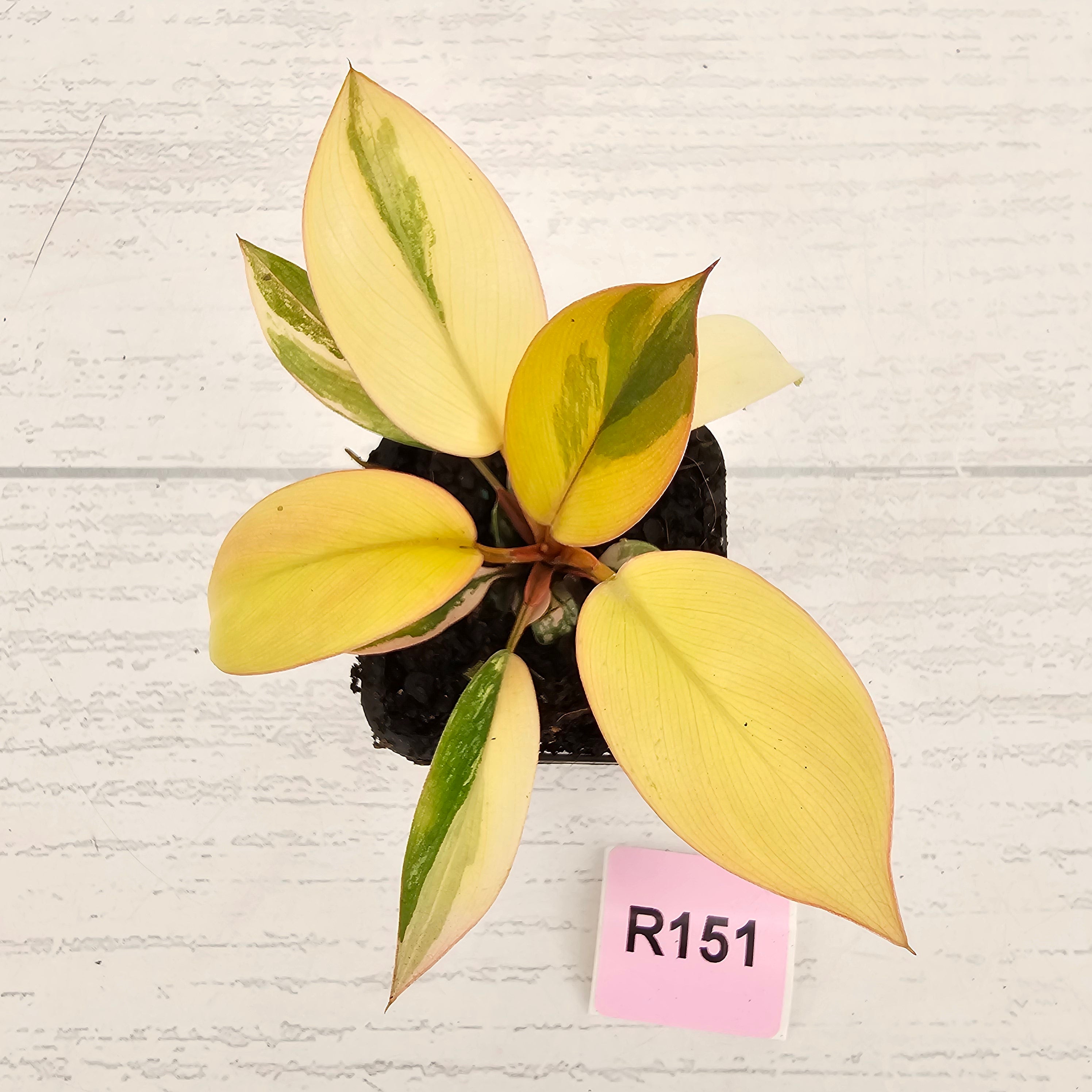 Philodendron 'Rojo Congo Variegated' 70mm