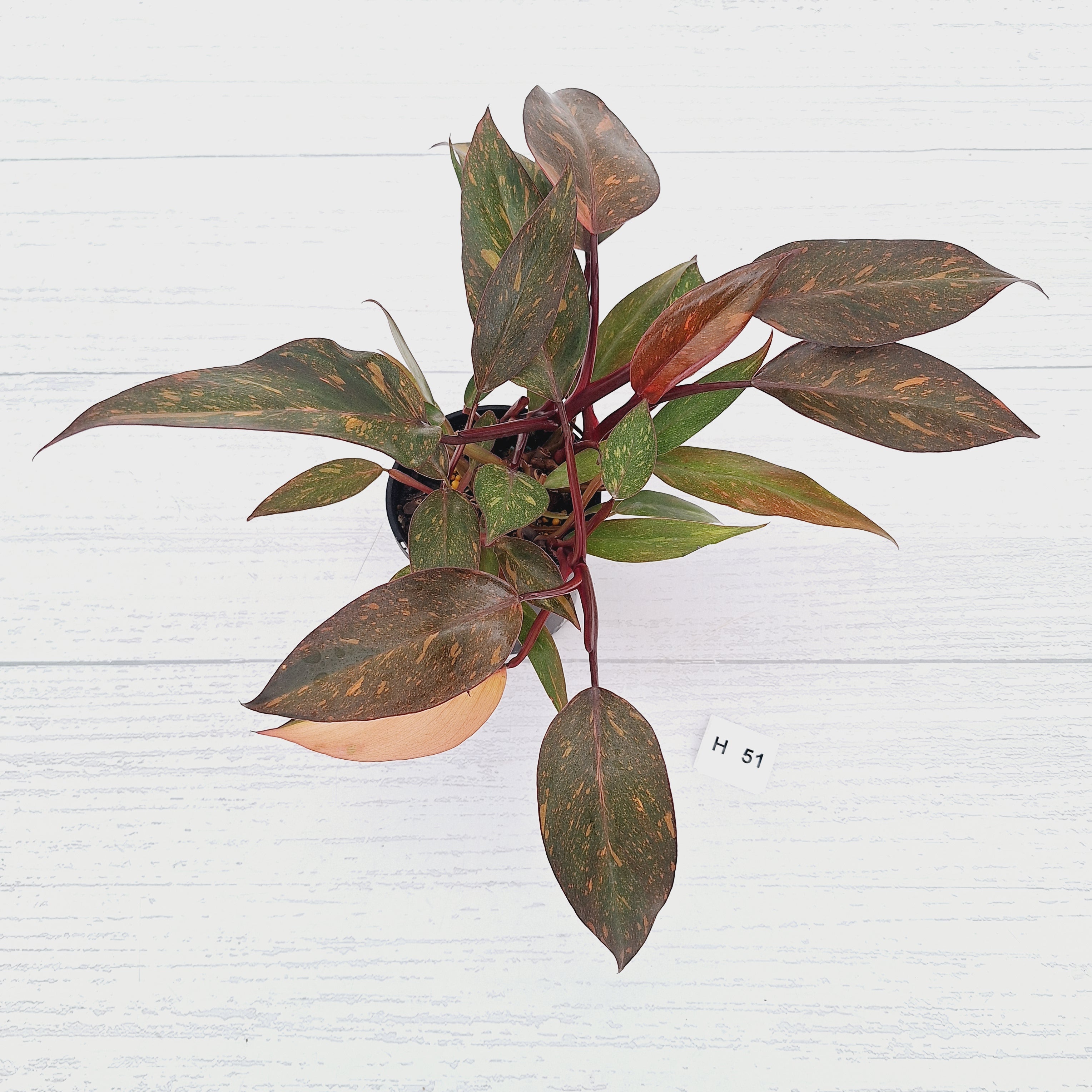 Philodendron 'Orange Princess' - FLASH SALE