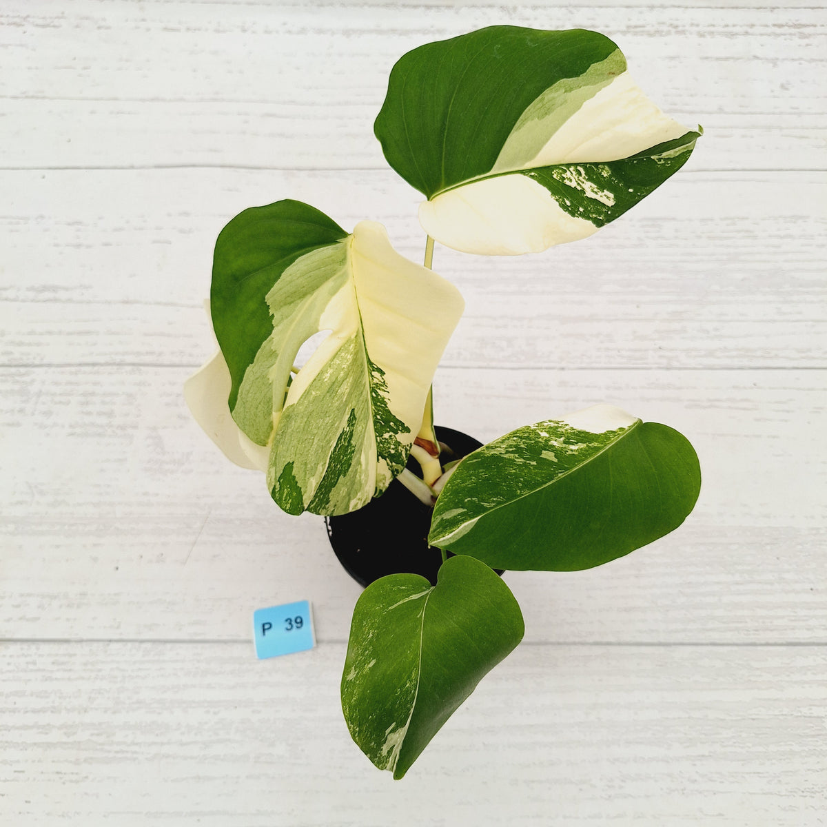 Monstera borsigiana 'Albo' - SALE