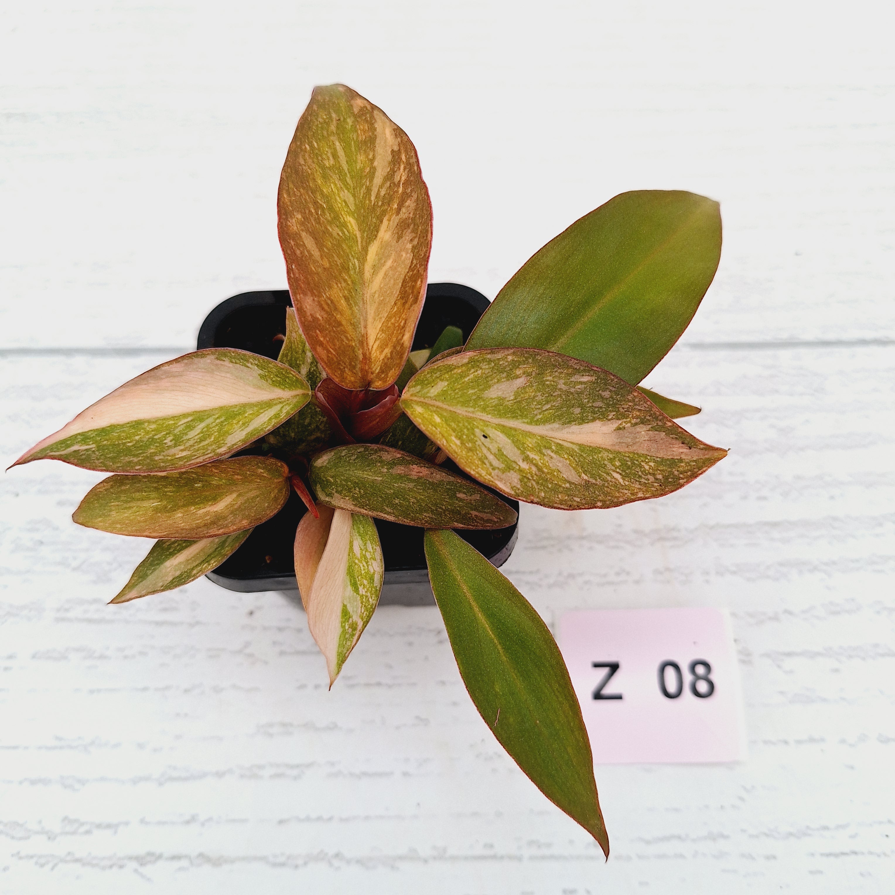 Philodendron &#39;Orange Princess&#39;