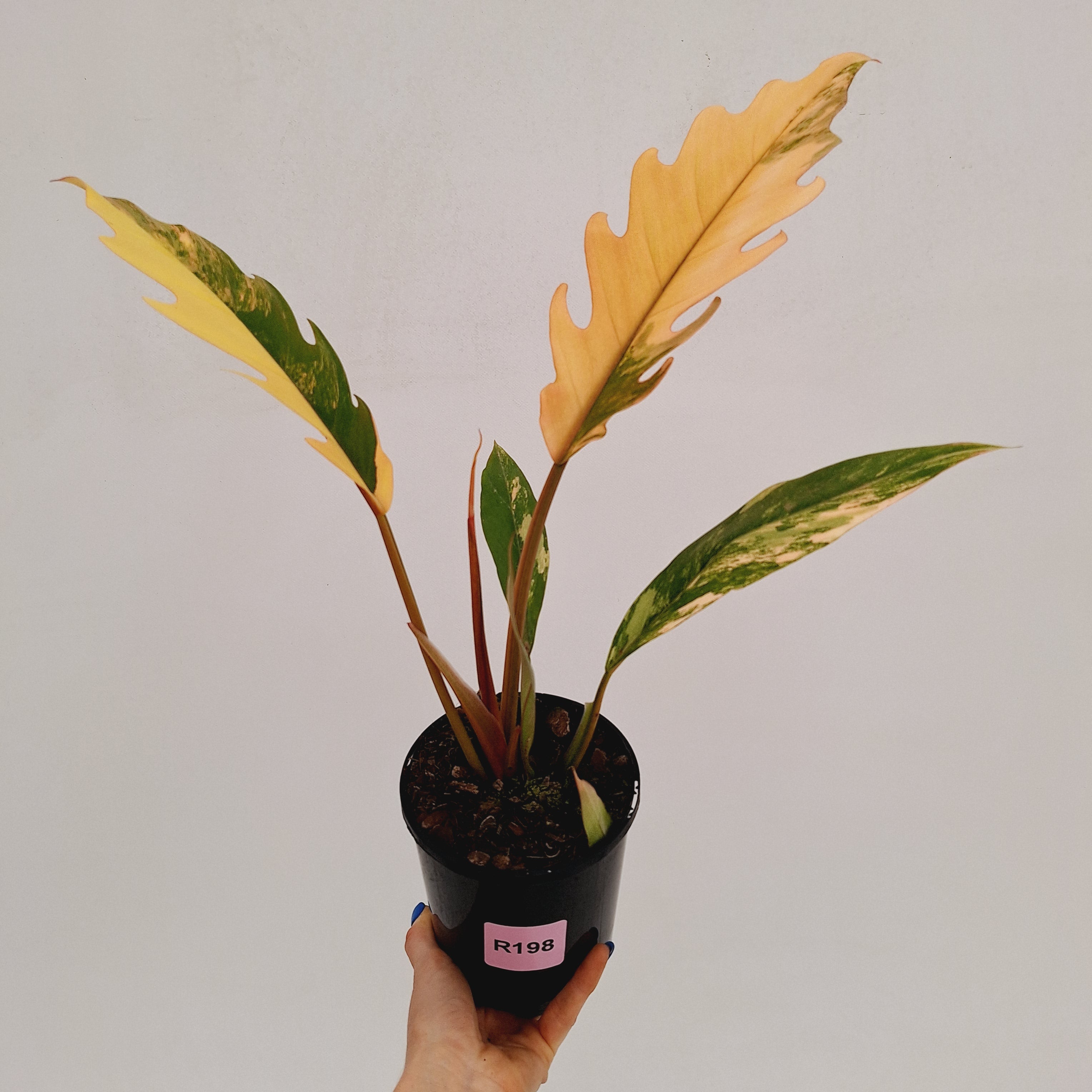 Philodendron serratum 'Caramel Marble'