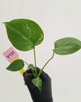 Monstera Deliciosa 'Bulbasaur - Bare Bottom Baby