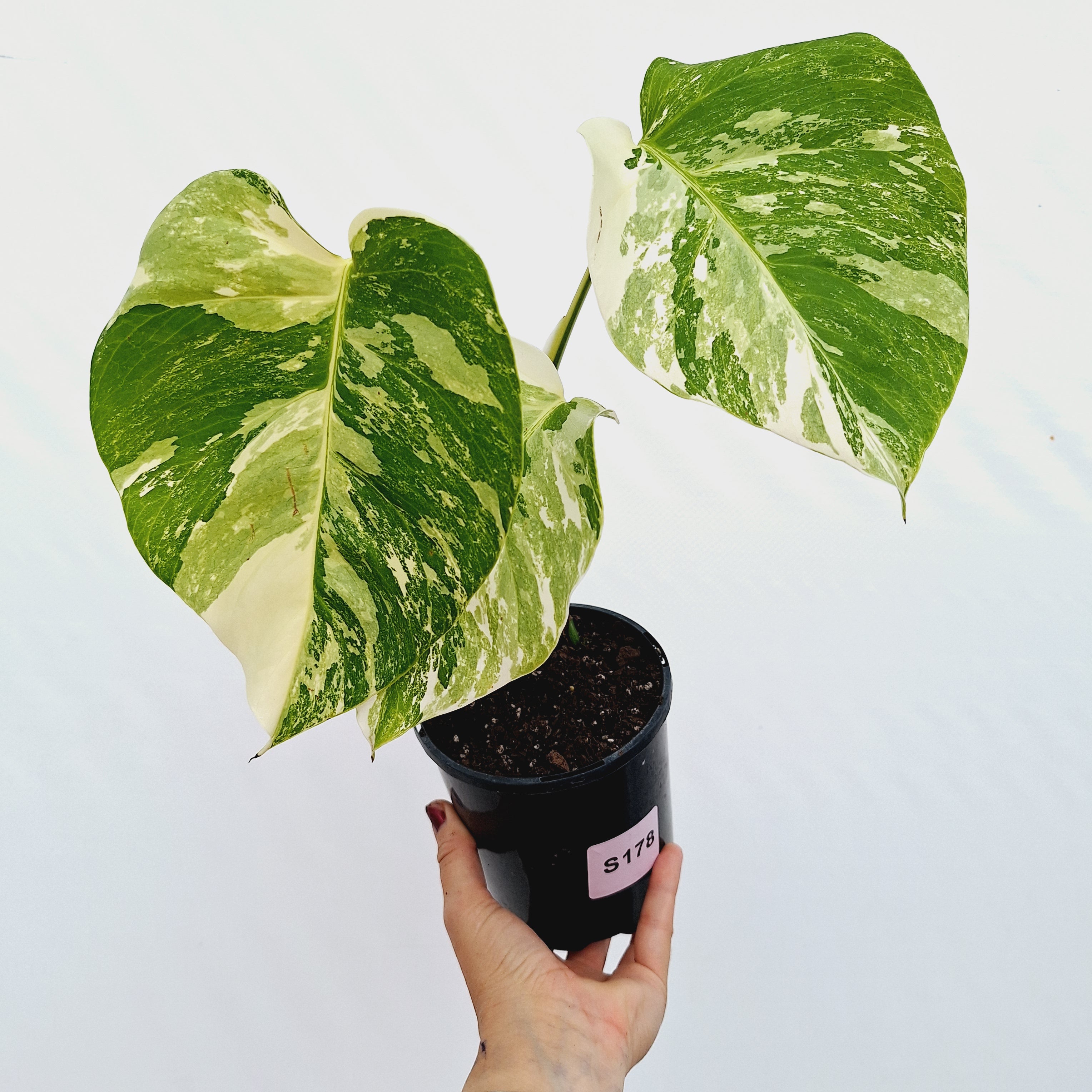 Monstera borsigiana &#39;Albo&#39;
