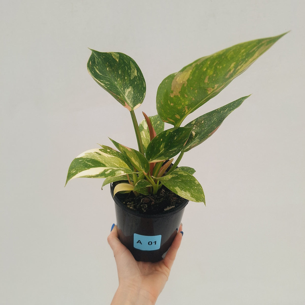Philodendron Green Congo Variegata (Nuclear)