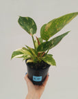 Philodendron Green Congo Variegata (Nuclear)