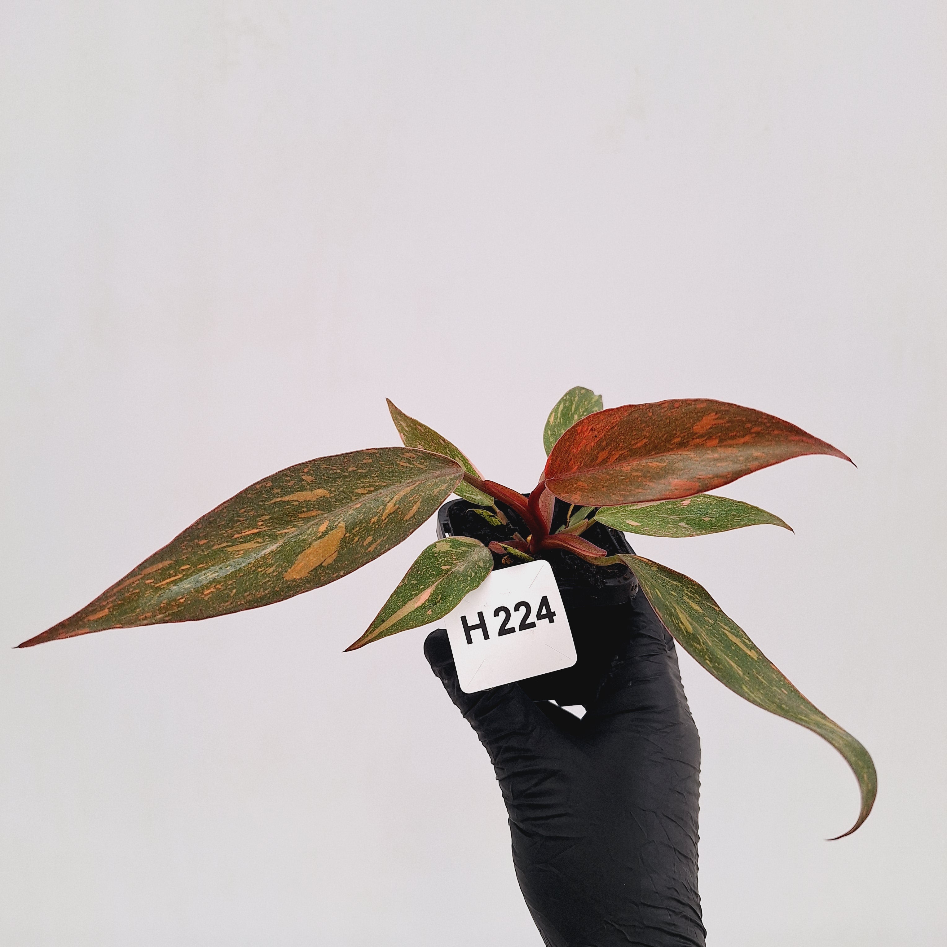 Philodendron 'Orange Princess'