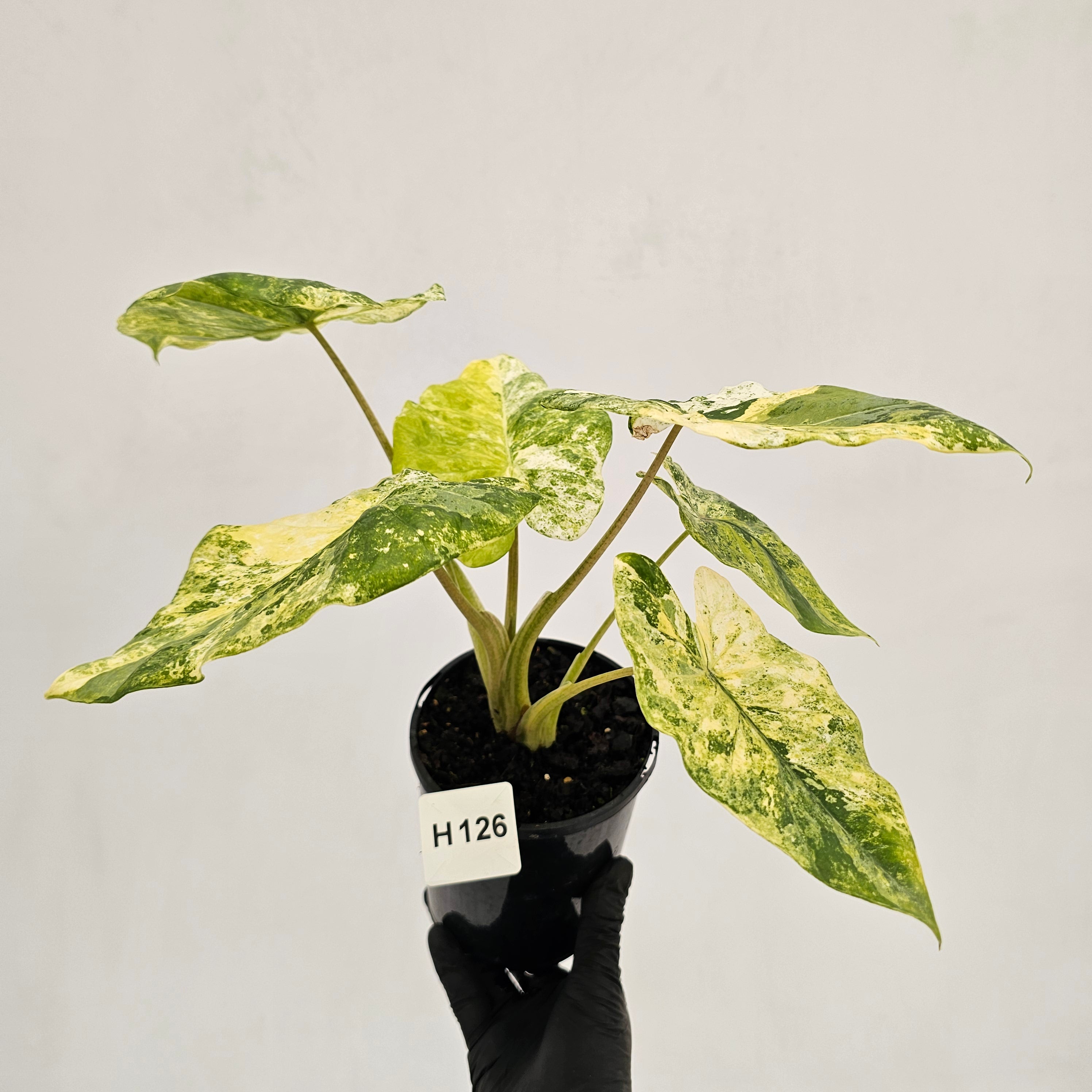 Alocasia odora 'Batik' Variegata Tri Colour