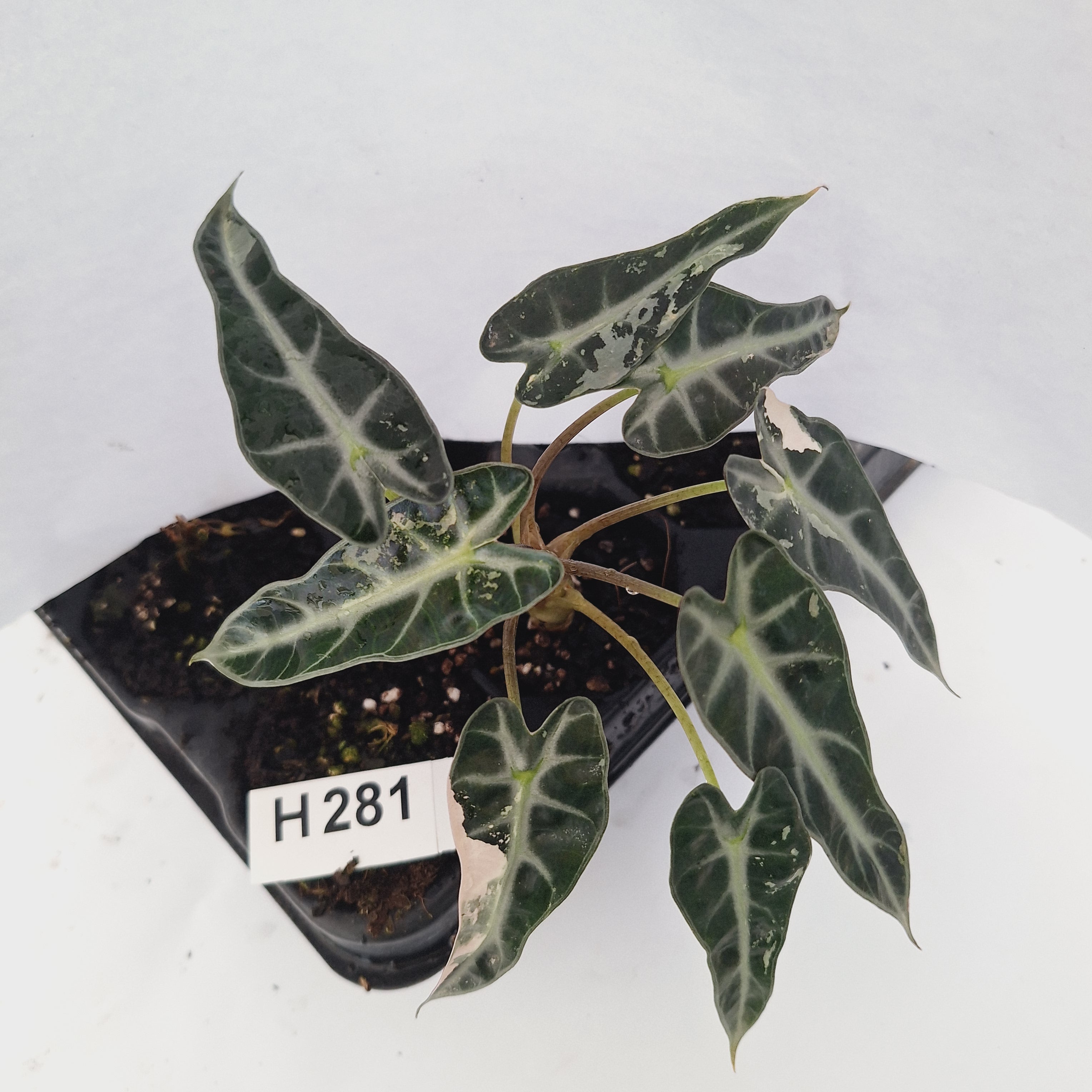 Alocasia Amazonica  bambino Variegata - Bare Bottom Baby - SALE