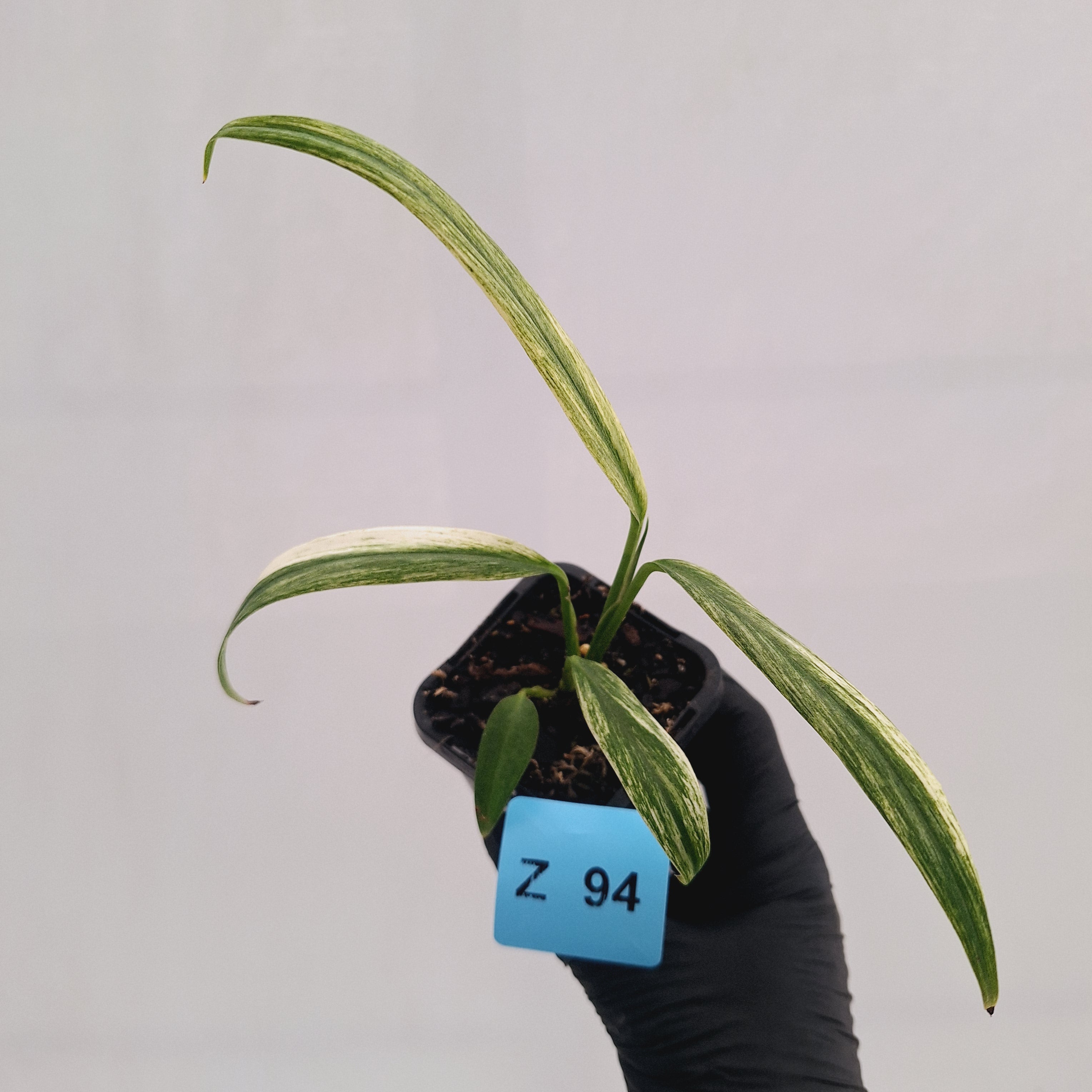 Epipremnum amplissimum variegata 'Albo'