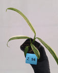 Epipremnum amplissimum variegata 'Albo'