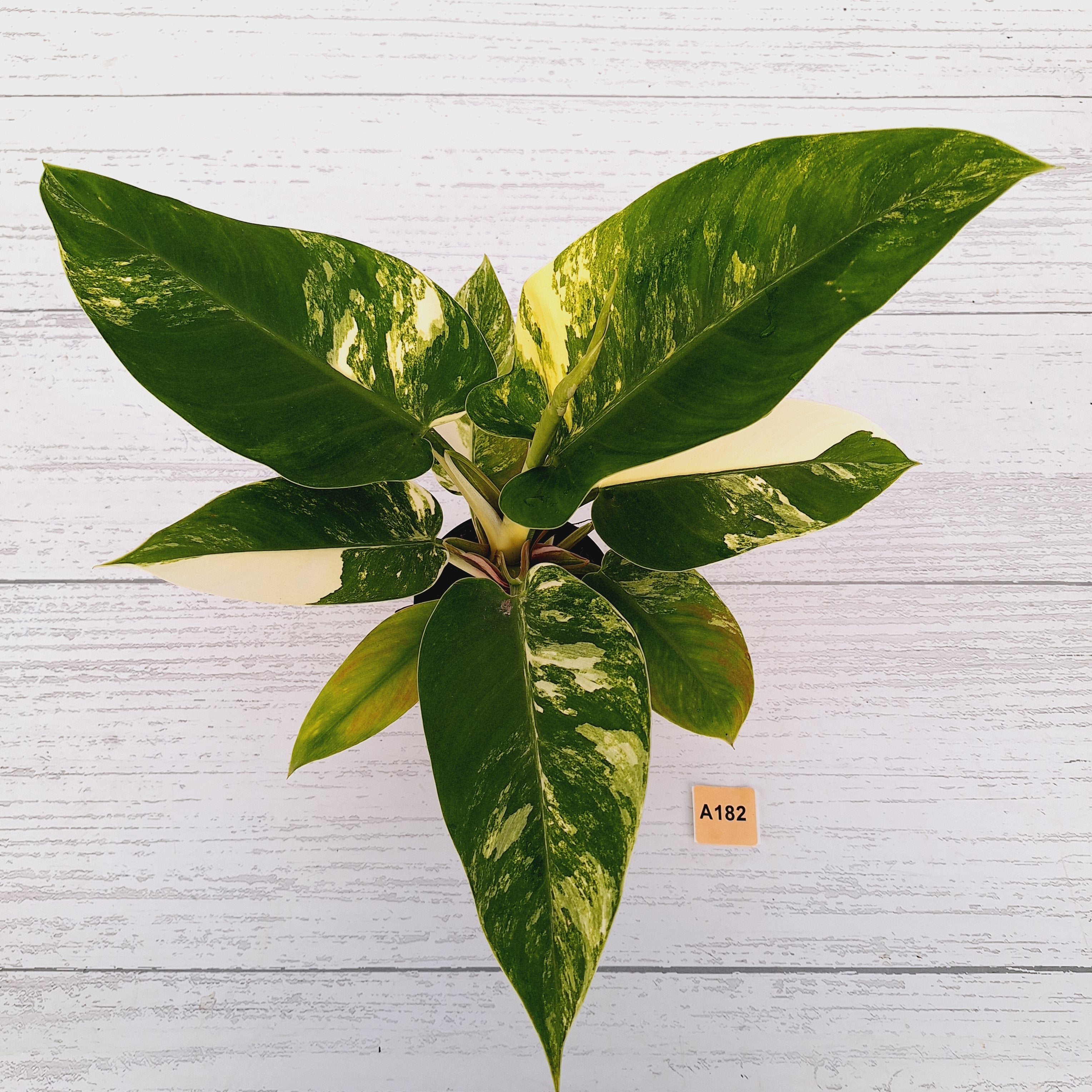 Philodendron imperial green variegata