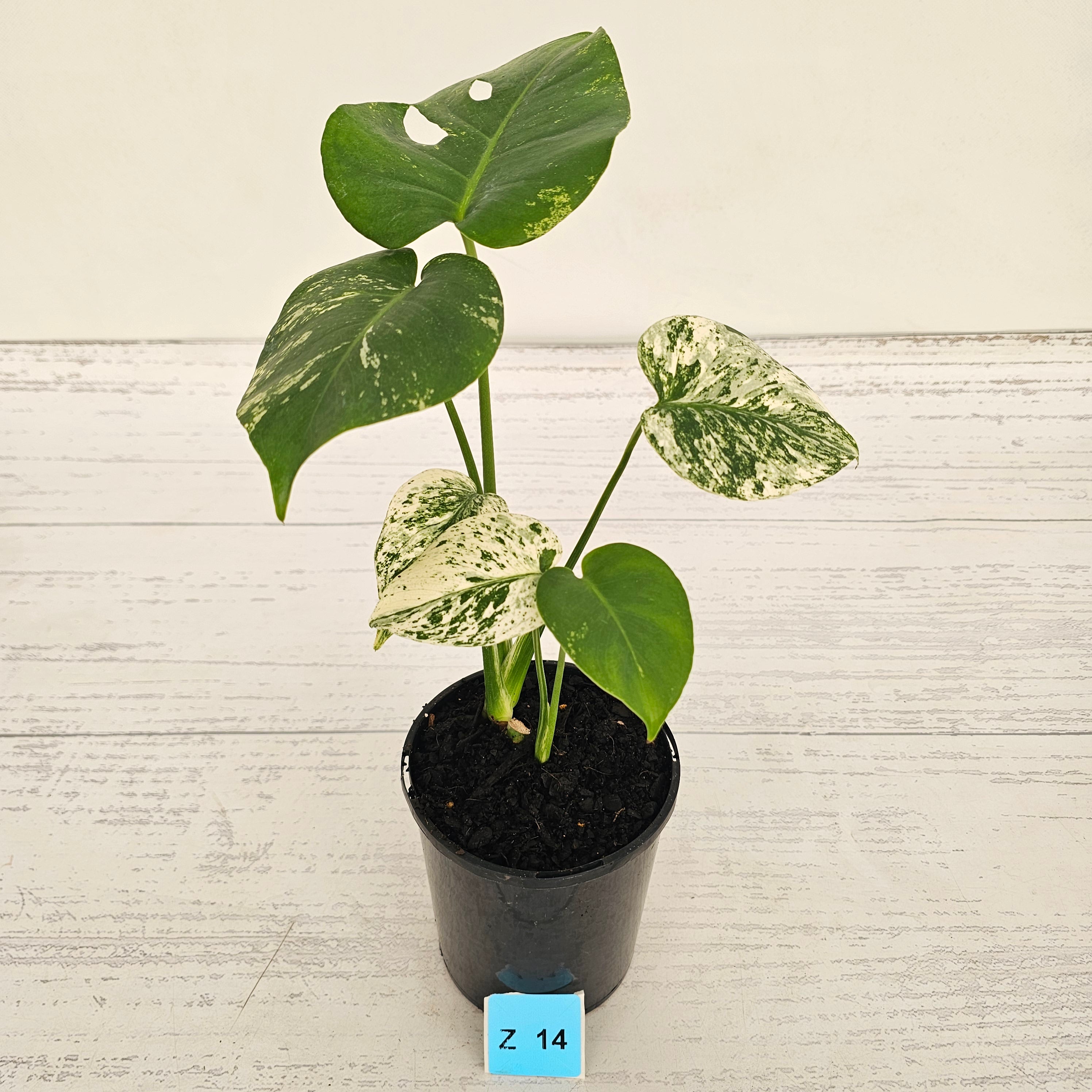 Monstera Deliciosa 'Mint'