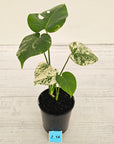 Monstera Deliciosa 'Mint'