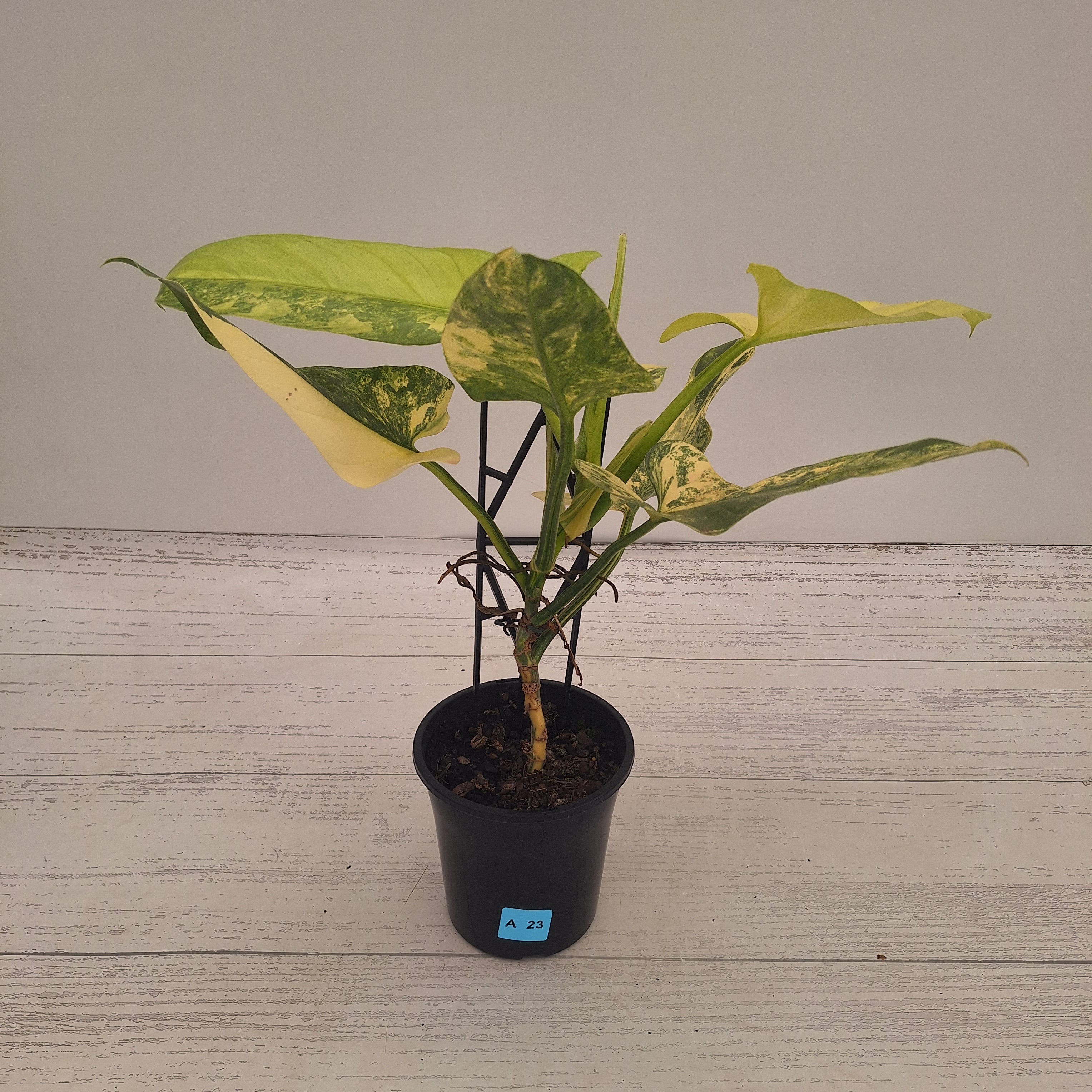 Philodendron Silver Sword Variegata