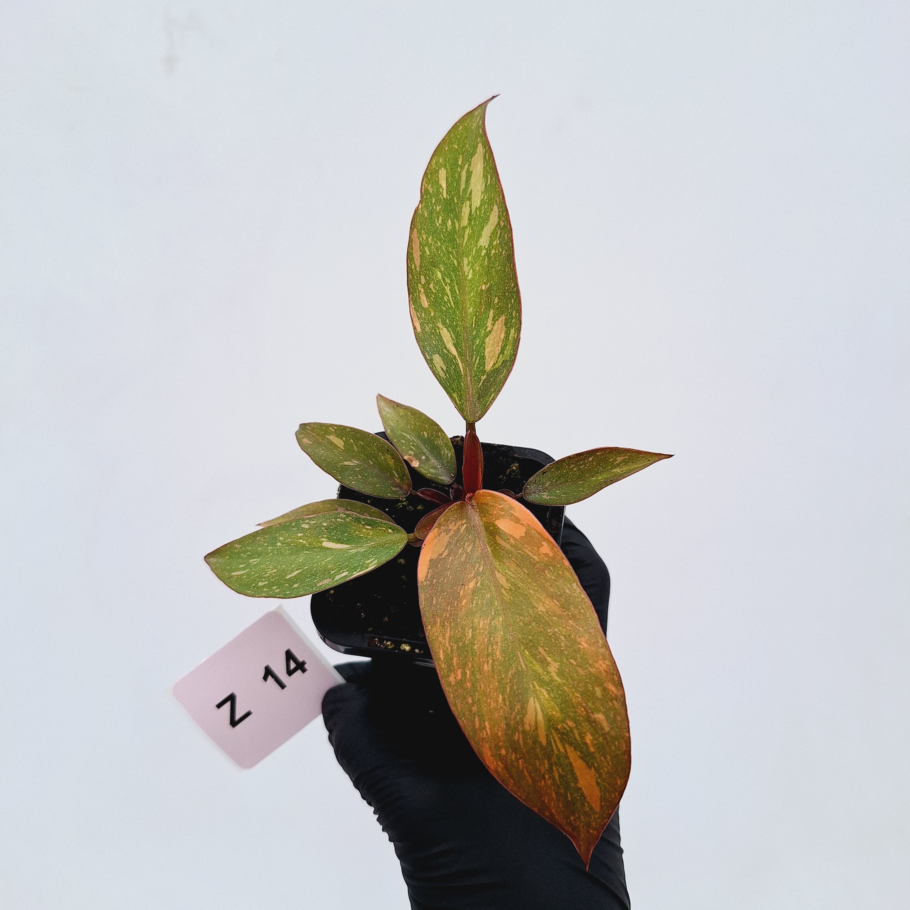 Philodendron &#39;Orange Princess&#39;