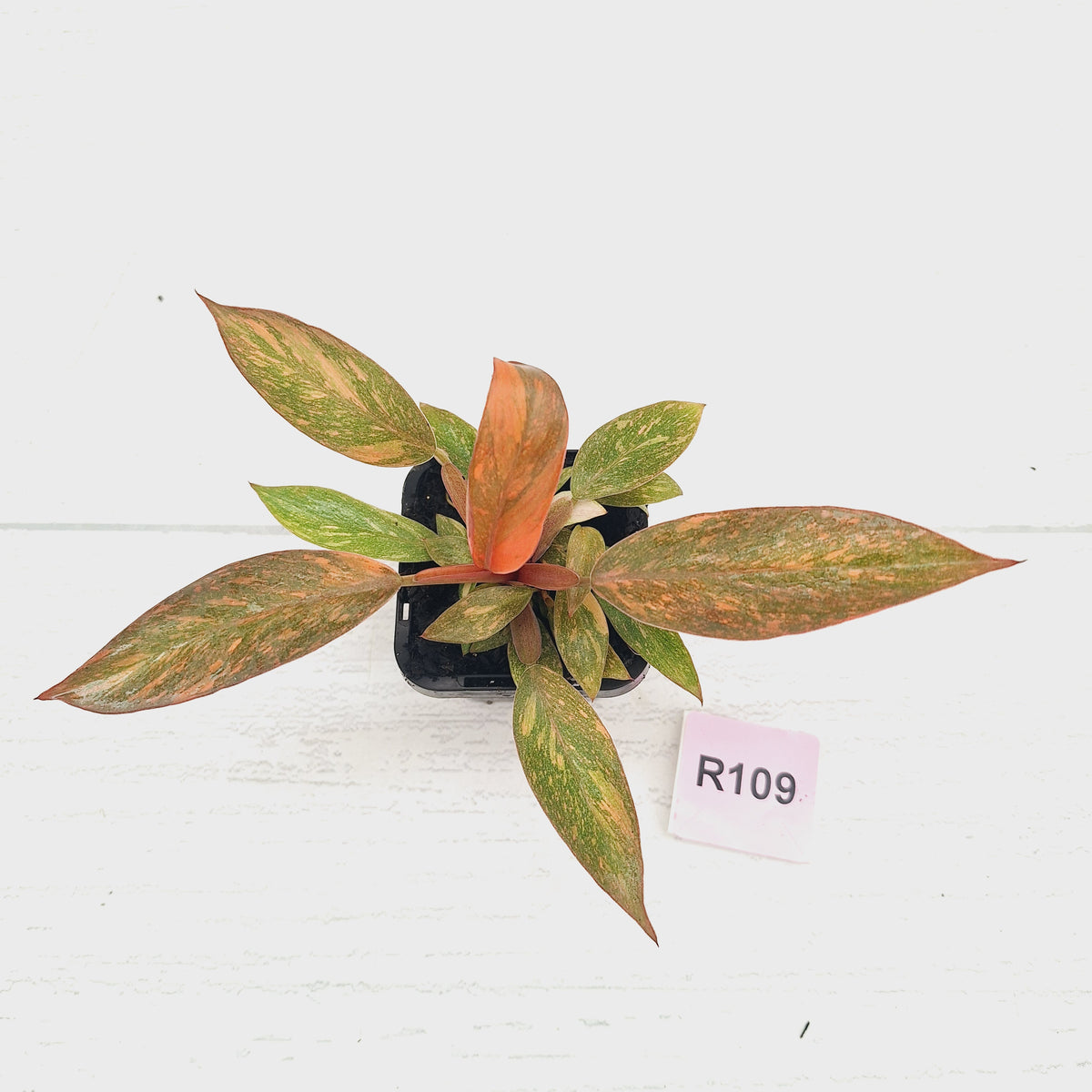 Philodendron 'Orange Princess' 70mm