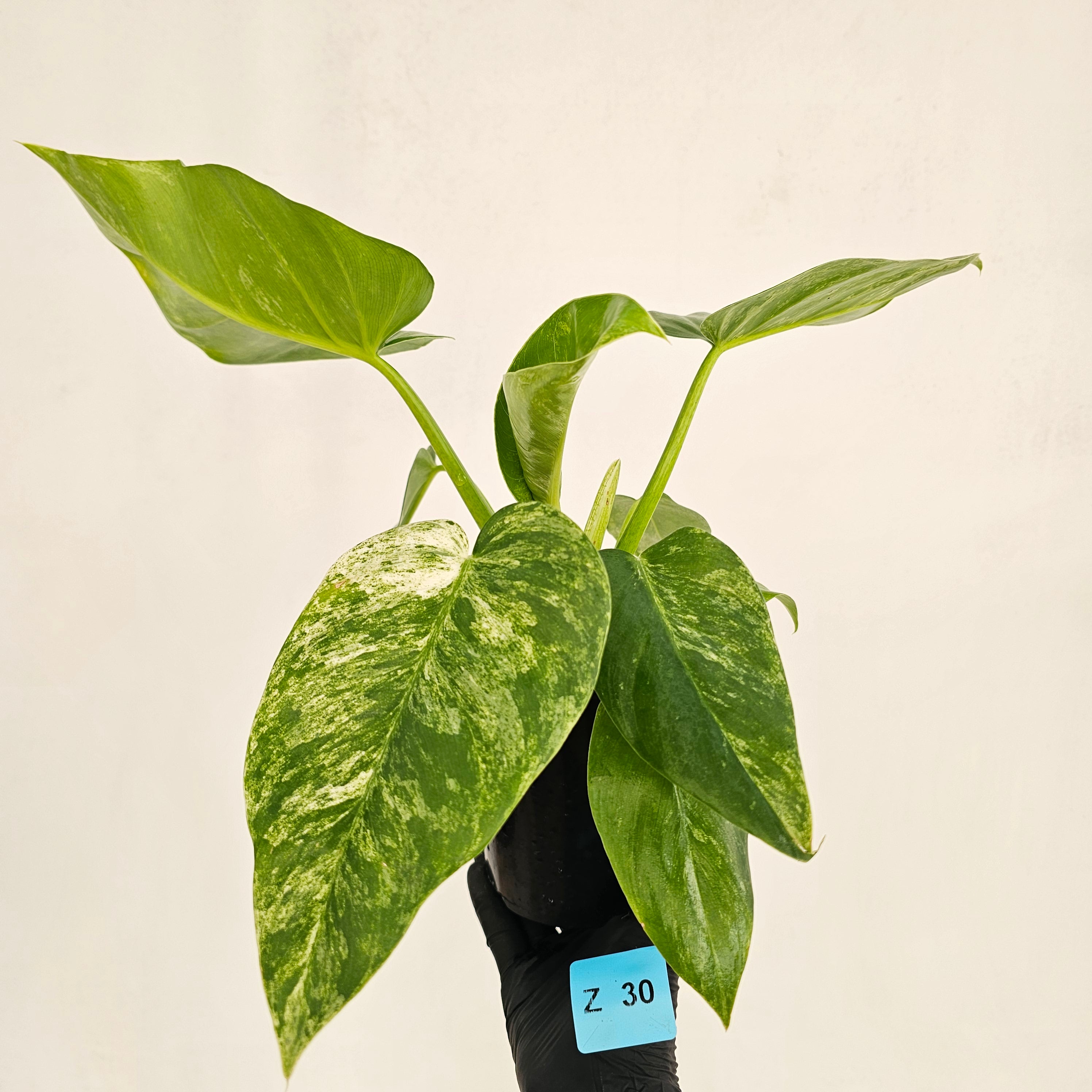 Philodendron giganteum Blizzard - SALE
