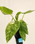 Philodendron giganteum Blizzard - SALE
