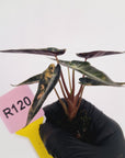 Alocasia Amazonica bambino Variegata - Bare Bottom Baby